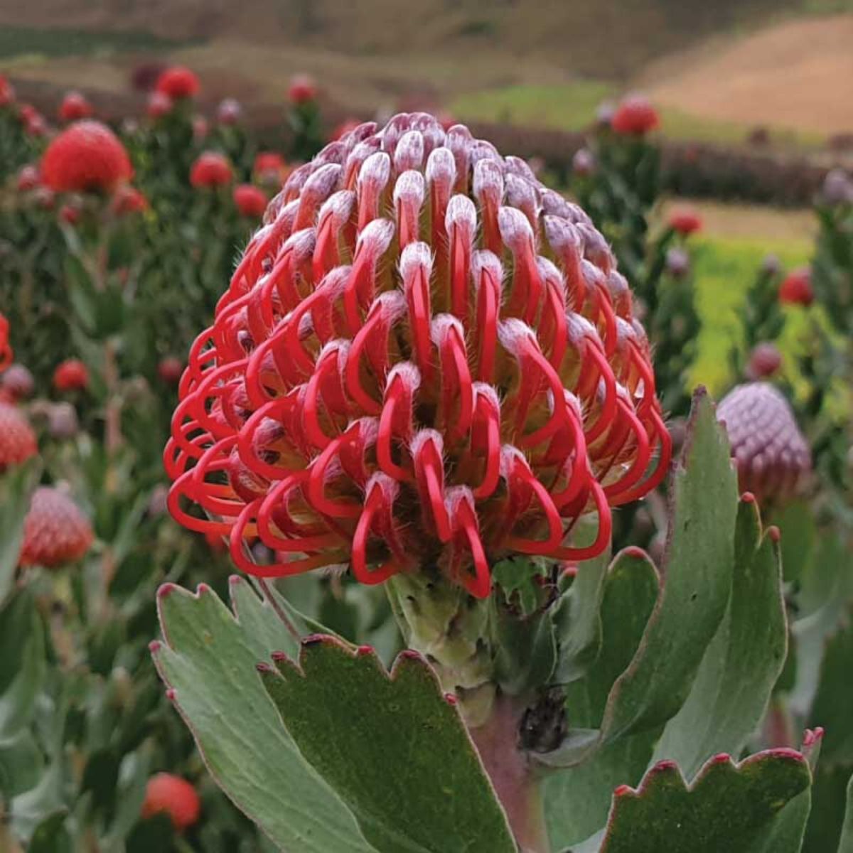 Ayoba Red pincushion on Thursd