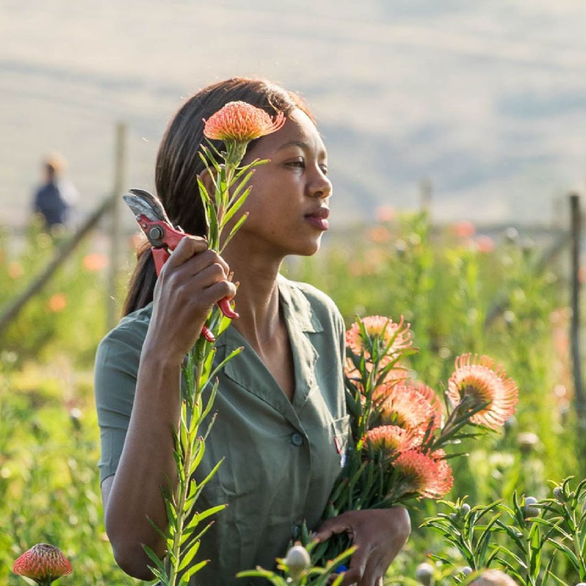 Field full of Zuluflora's Pincushions on Thursd (1)