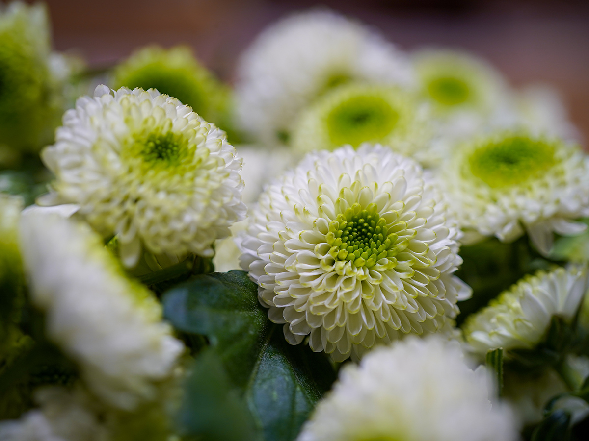 Chrysanthemum Santini Maverick White Design Close-up on Thursd
