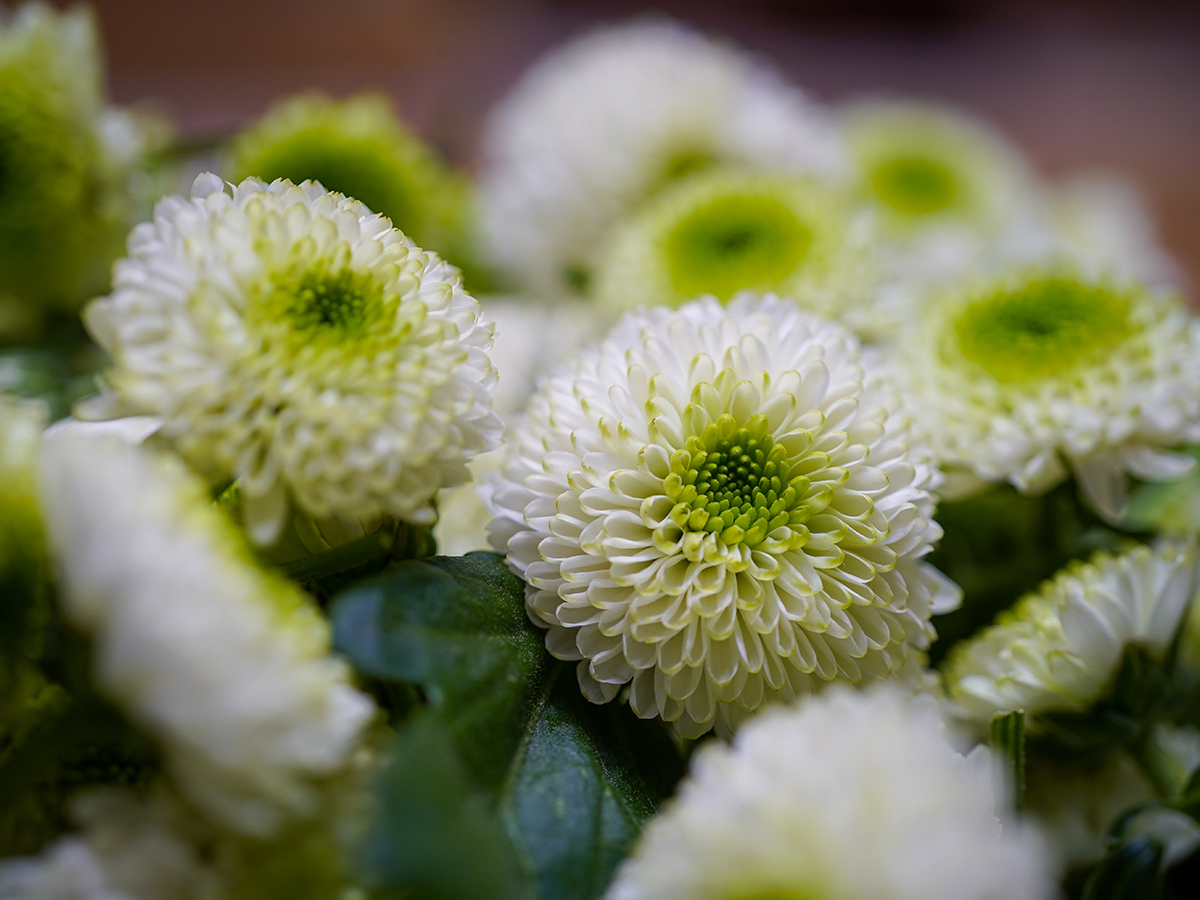 White Chrysanthemums  Flower delivery Johannesburg – Julep