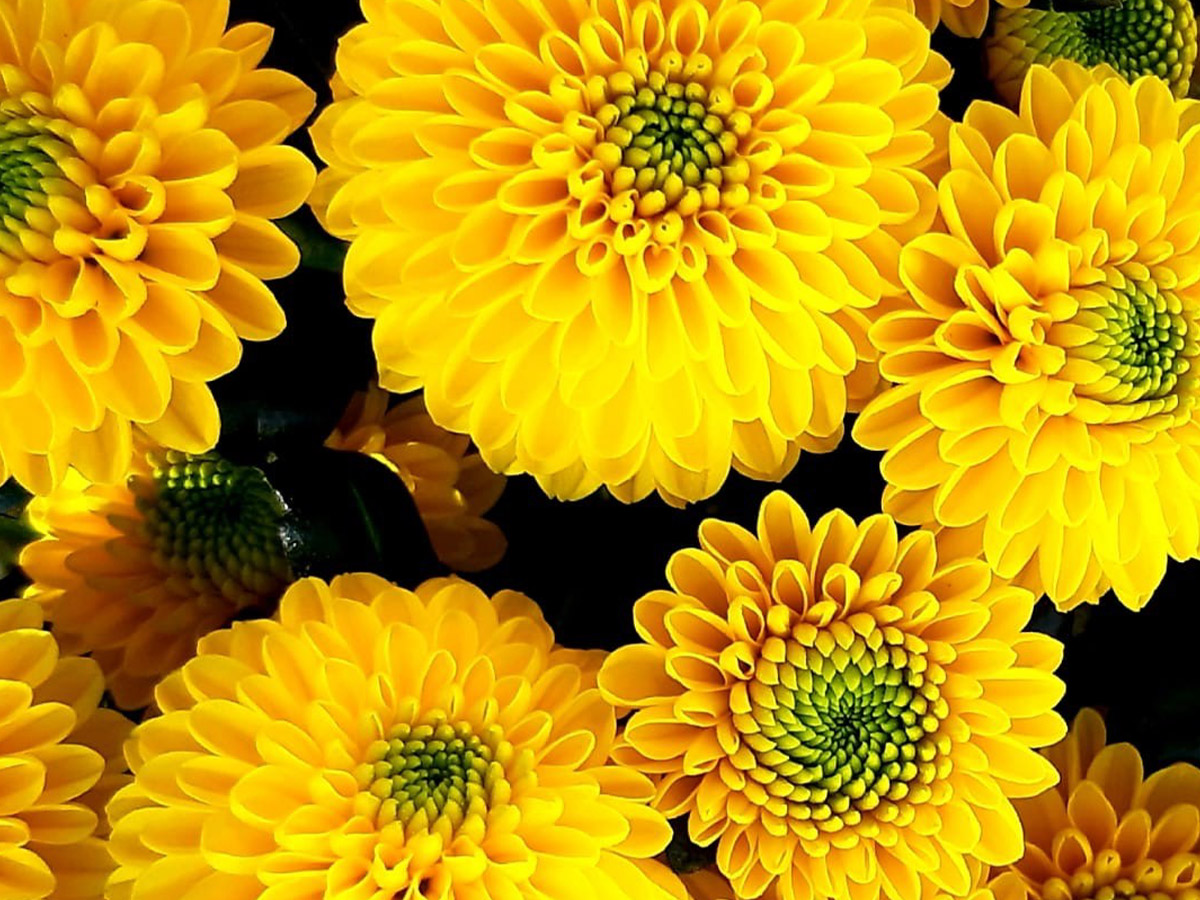 Chrysanthemum Santini Maverick Sunny Design Zoom on Thursd