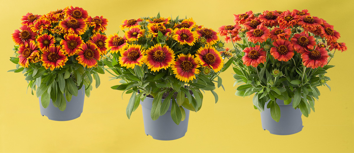 Gaillardia Guapa by Florensis on Thursd