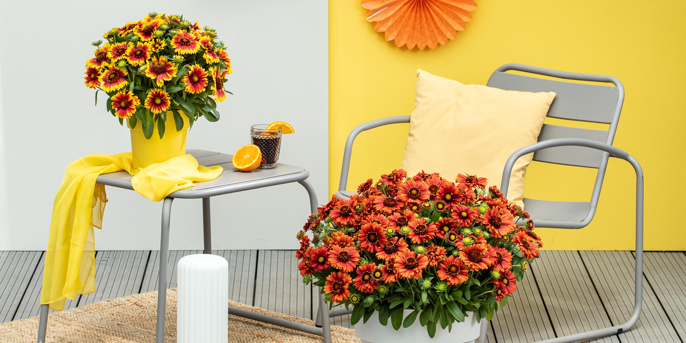 the-exclusive-gaillardia-guapa-by-florensis-has-landed-in-the-flower-world-featured