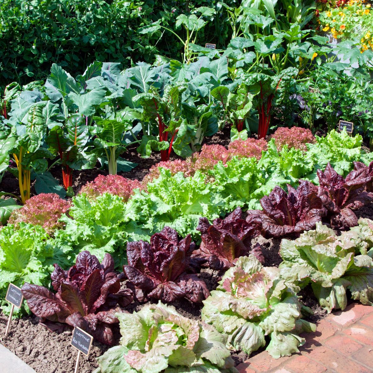 _Best tips to have a thriving vegetable patch at home on Thursd