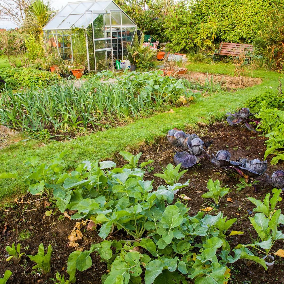 First tip is to choose the right spot with correct lighting for your vegetable patch to thrive on Thursd