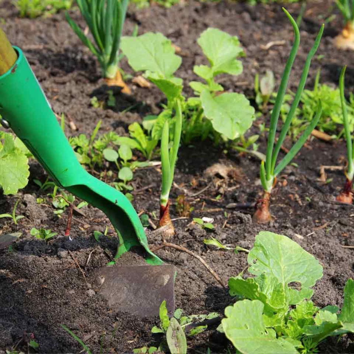 A great tip to see your vegetable patch thriving is to get it fully prepared on Thursd