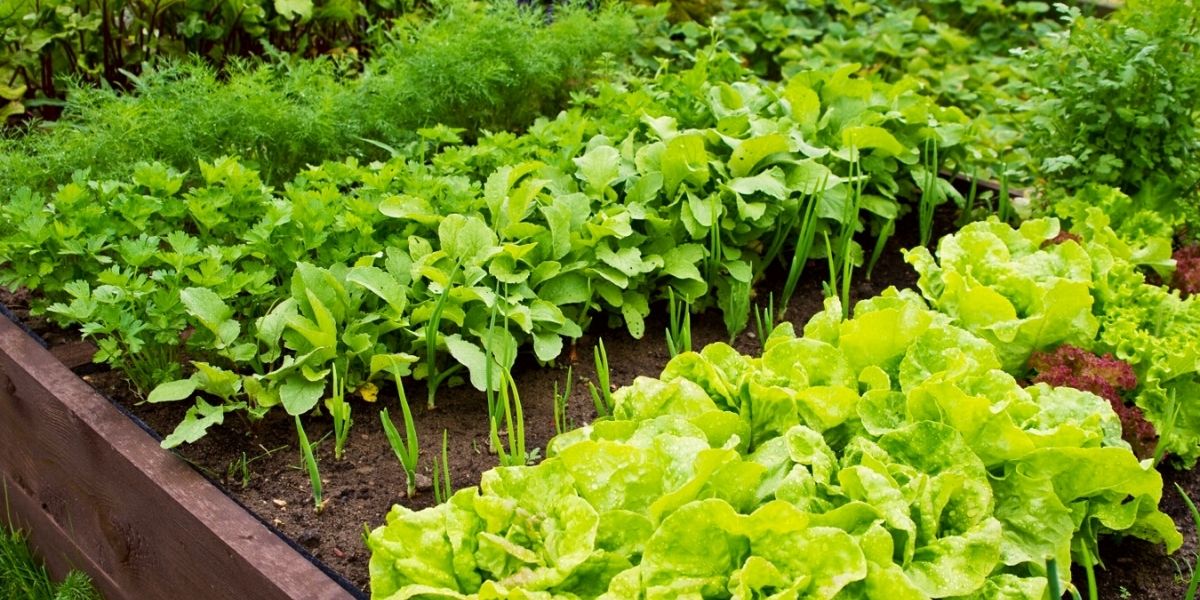 Arranging plants in your vegetable patch will make the process a lot easier on Thursd