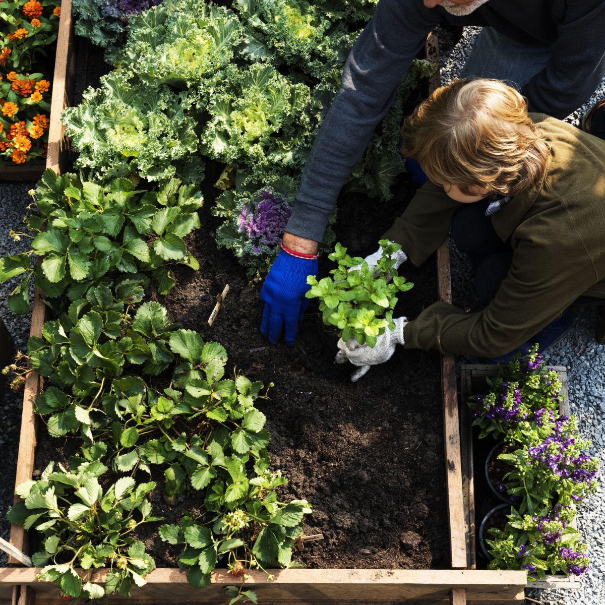 Tip for optimal vegetable patch care don't add harmful pesticides on your vegetable patch on Thursd