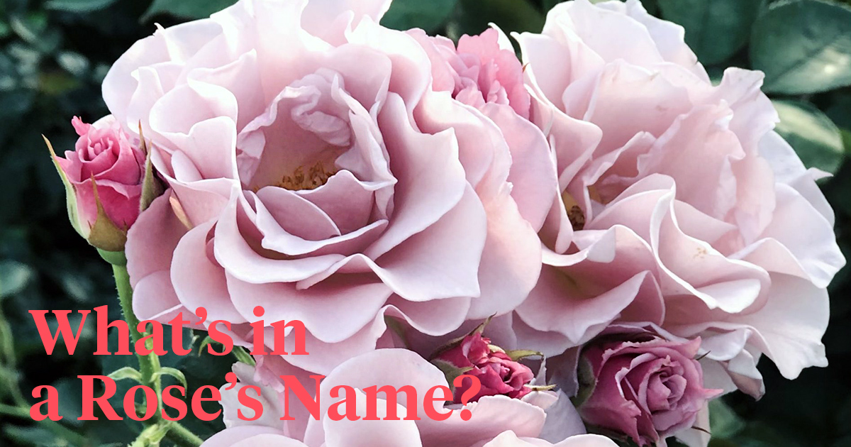 Rose Names - Where Do They Come From header on Thursd