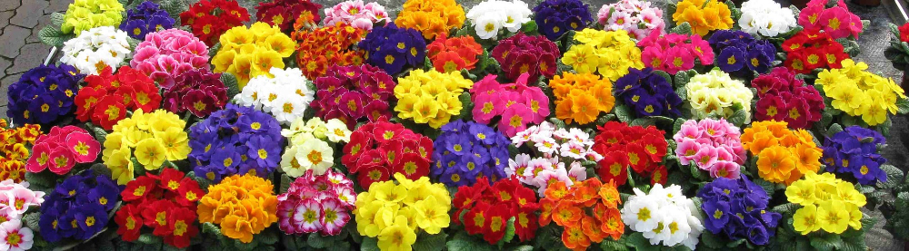 It's the Perfect Time for Primulas Spring Flowers