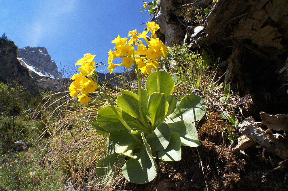 It's the Perfect Time for Primulas Primrose growing in the mountains