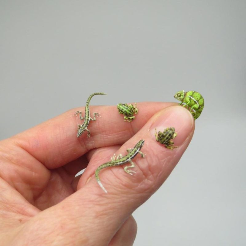 Fanni Sandor's miniature animal lizzard and frog sculptures on Thursd