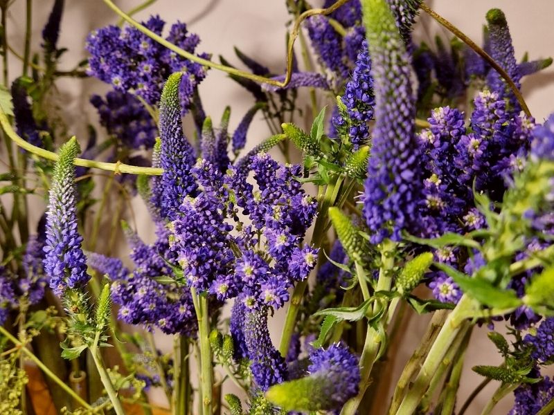 Veronica Smart blue lavender colors by Florius Flowers on Thursd