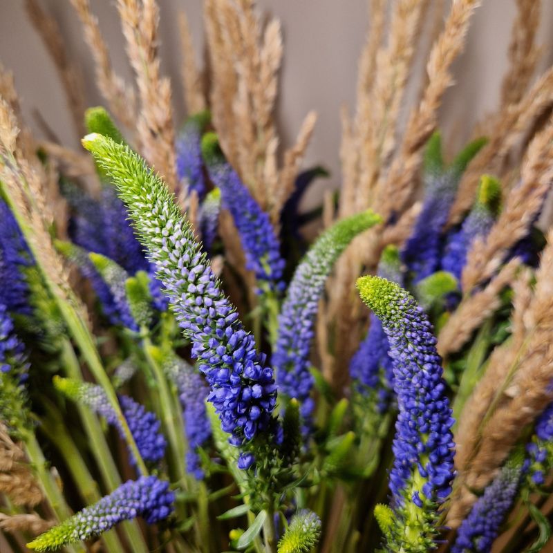 Veronica Smart Diana accompanied with Miscanthus on Thursd