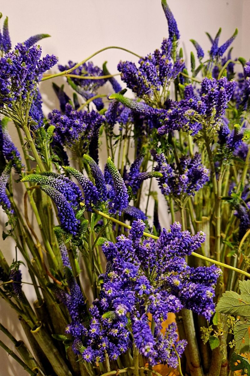 Close up of Veronica Smart flowers on Thursd