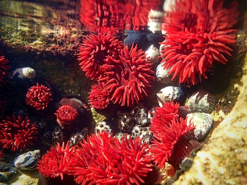 waratah anemone