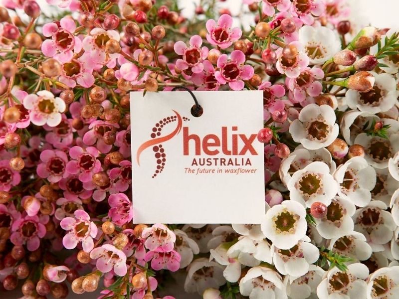 Helix Australia has signature waxflowers ready to conquer the market worldwide on Thursd