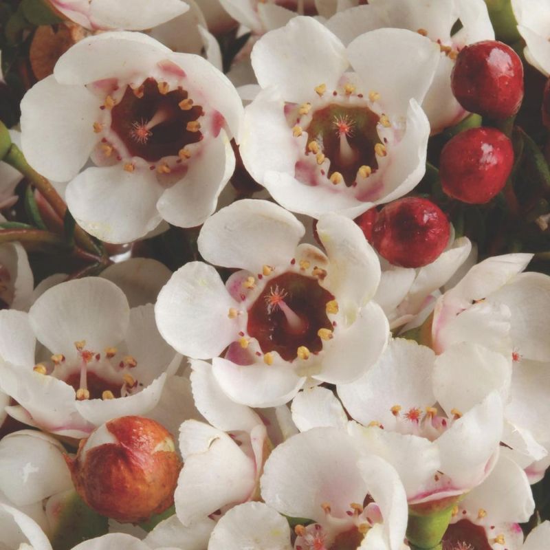 Detailed closeup of Helix Australia white waxflowers on Thursd