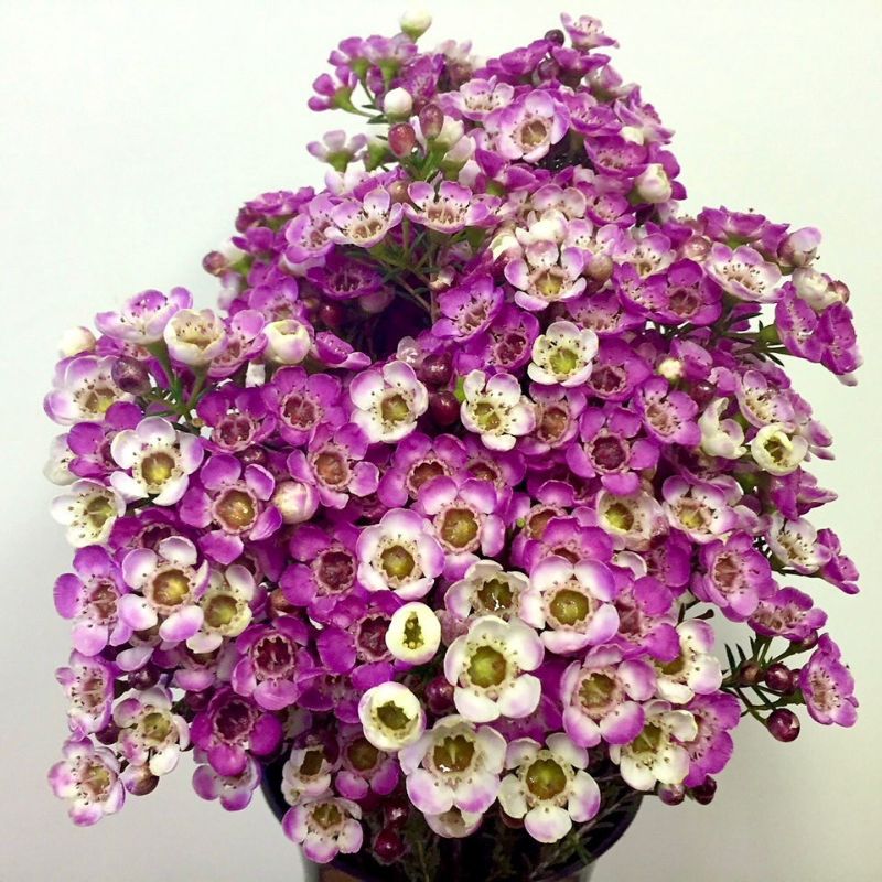 Helix Australia purple waxflowers on Thursd