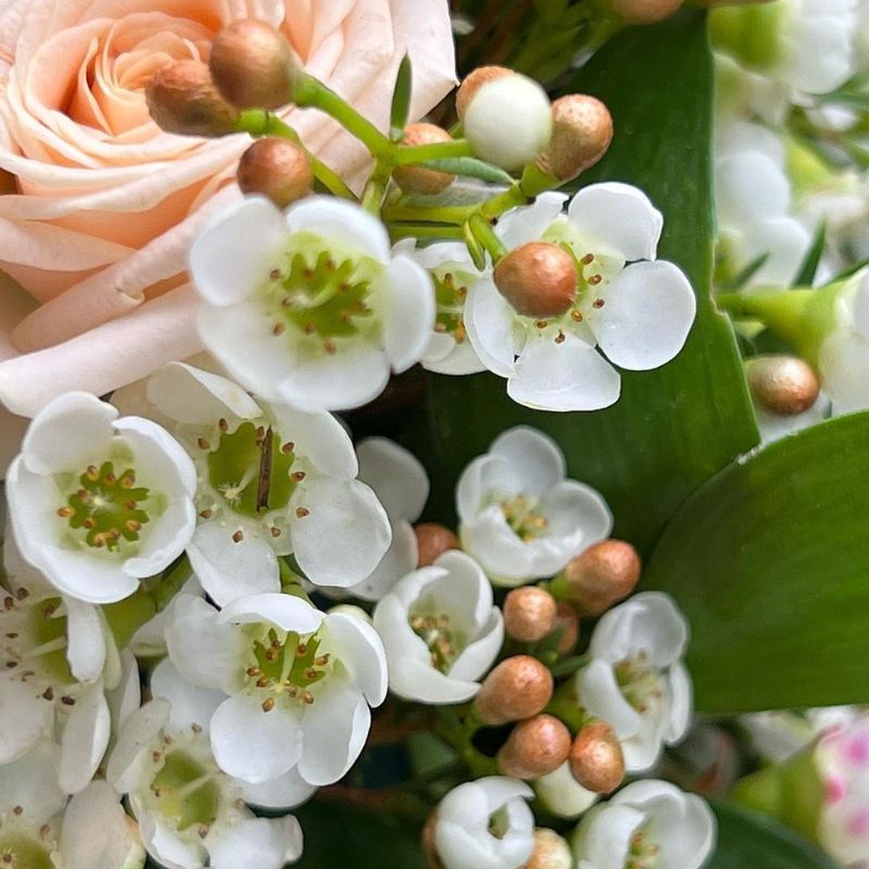 Waxflowers are a great choice to add color and volume to floral bouquets on Thursd