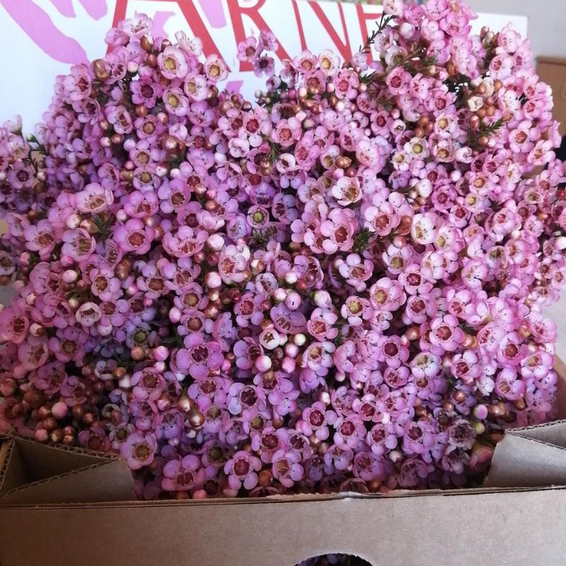 Waxflowers are great and long lasting flowers when taking care of appropriately on Thursd