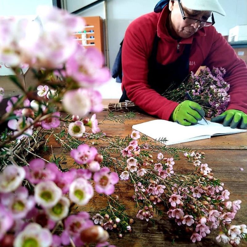 Helix Australia has very high quality waxflowers in the market on Thursd