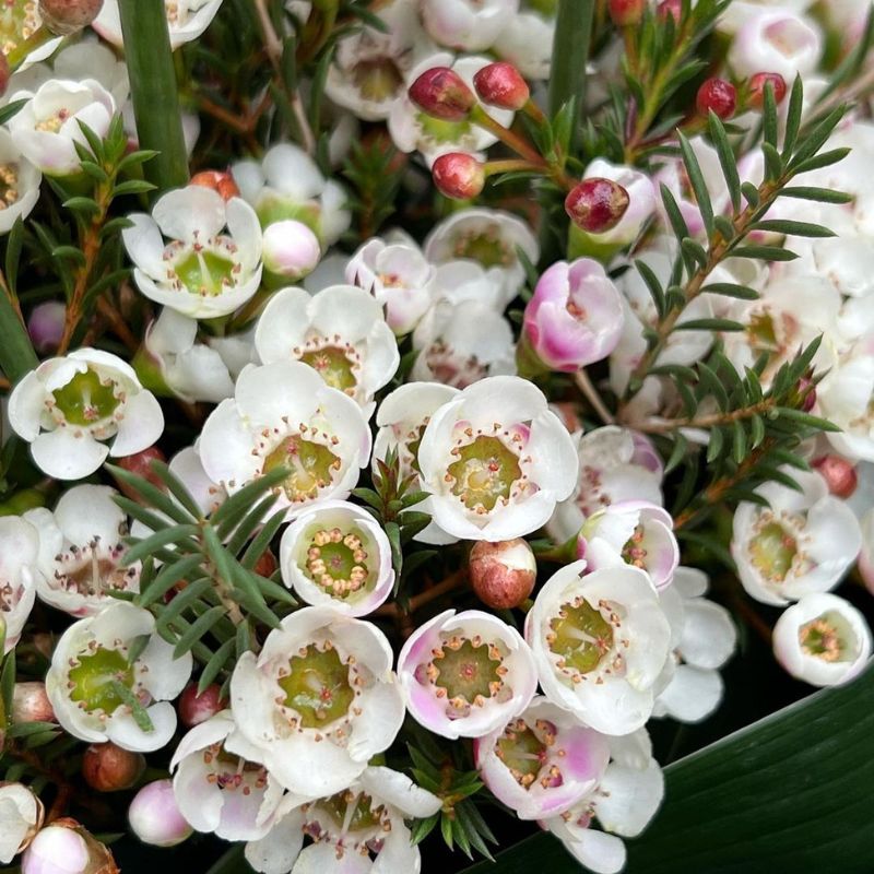 Helix Australia Waxflowers are the flowers of the future on Thursd