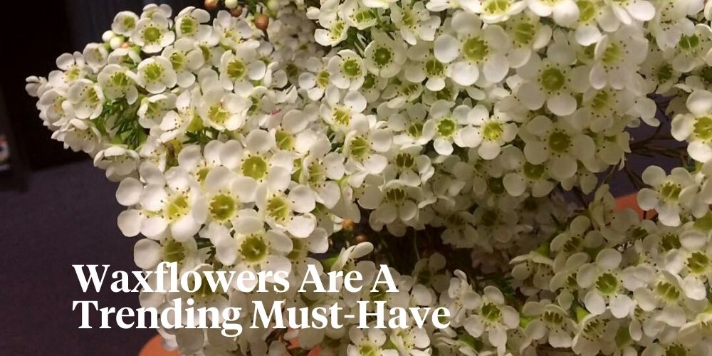 Helix Australia Introduces Their Newest Range of Waxflowers, Embodying B...