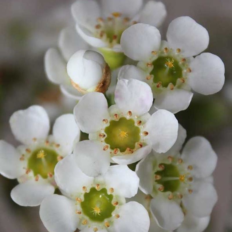 Helix Australia Waxflowers Dawn Pearl on Thursd