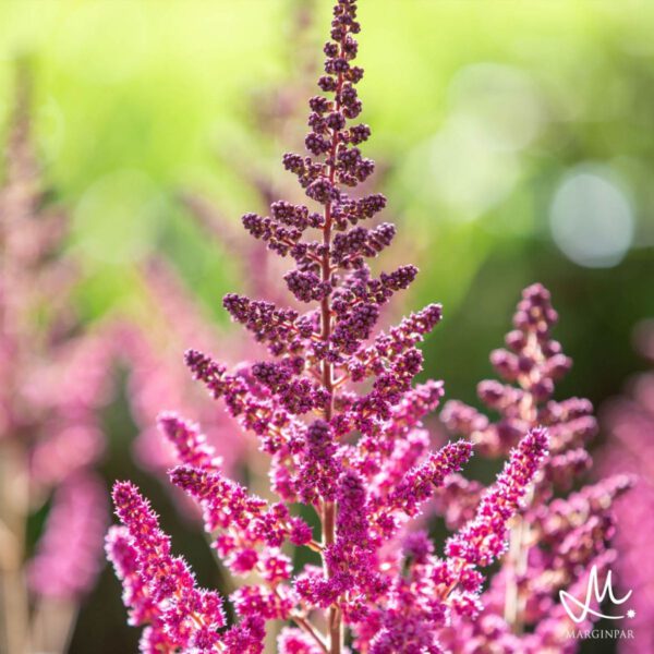 Astilbe with Her Airy Plumes - Article on Thursd - Marginpar