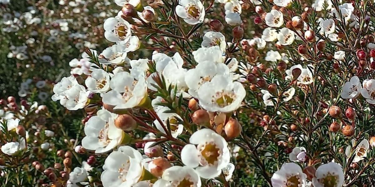 Waxflower Moonlight Delight header on Thursd 