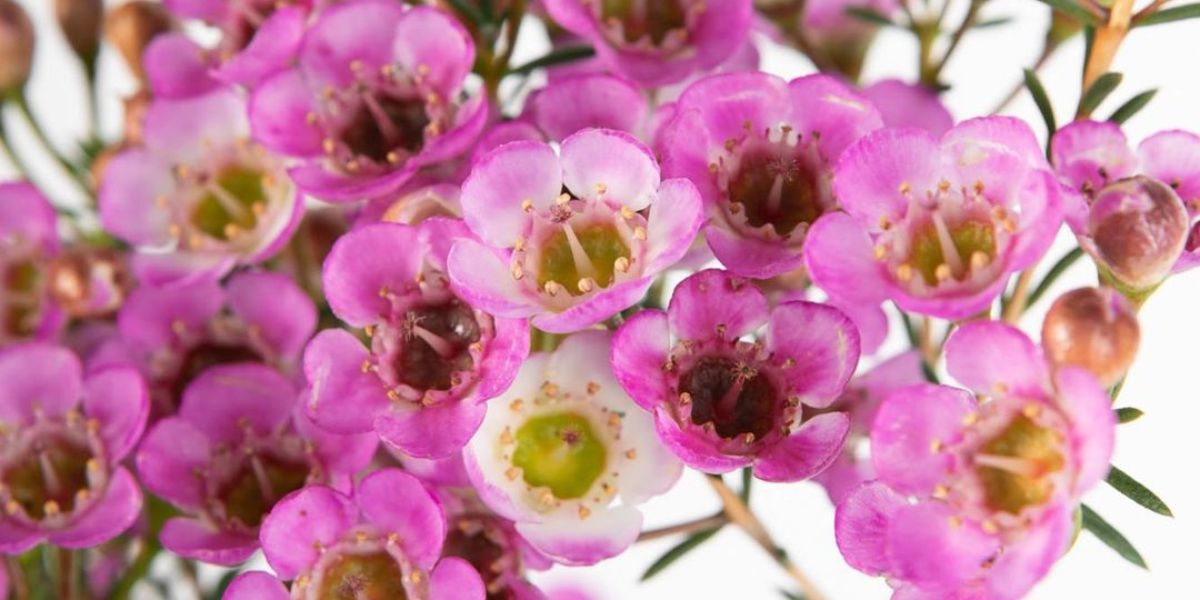 Waxflower Dee's Delight header on Thursd