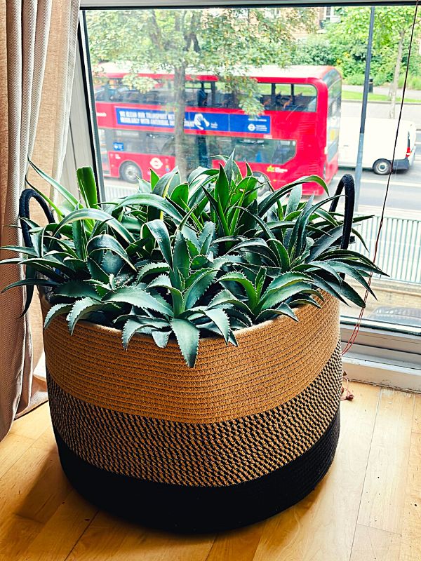 Contemporary Mangave Plant Design in London in a Basket on Thursd