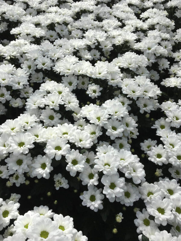 Chrysanthemum Ilonka