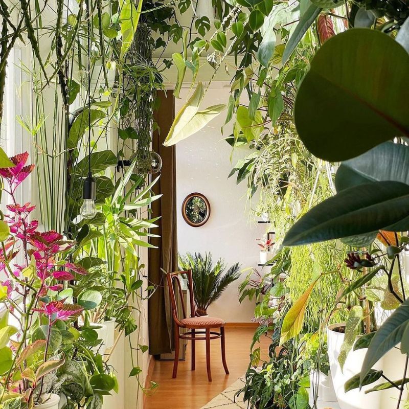 The Sill is one of the 10 must follow Instagram plant accounts on Thursd