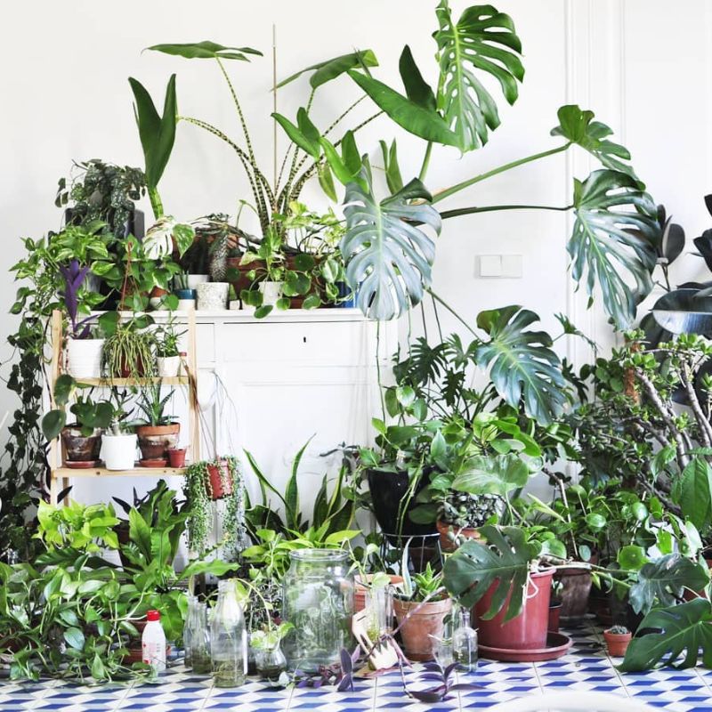 Botanicals and Billie under 10 must follow Instagram plant accounts on Thursd