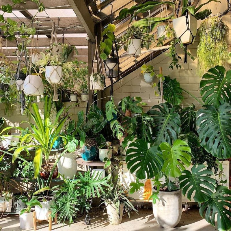 10 must follow Instagram plant accounts Tropica Loco on Thursd