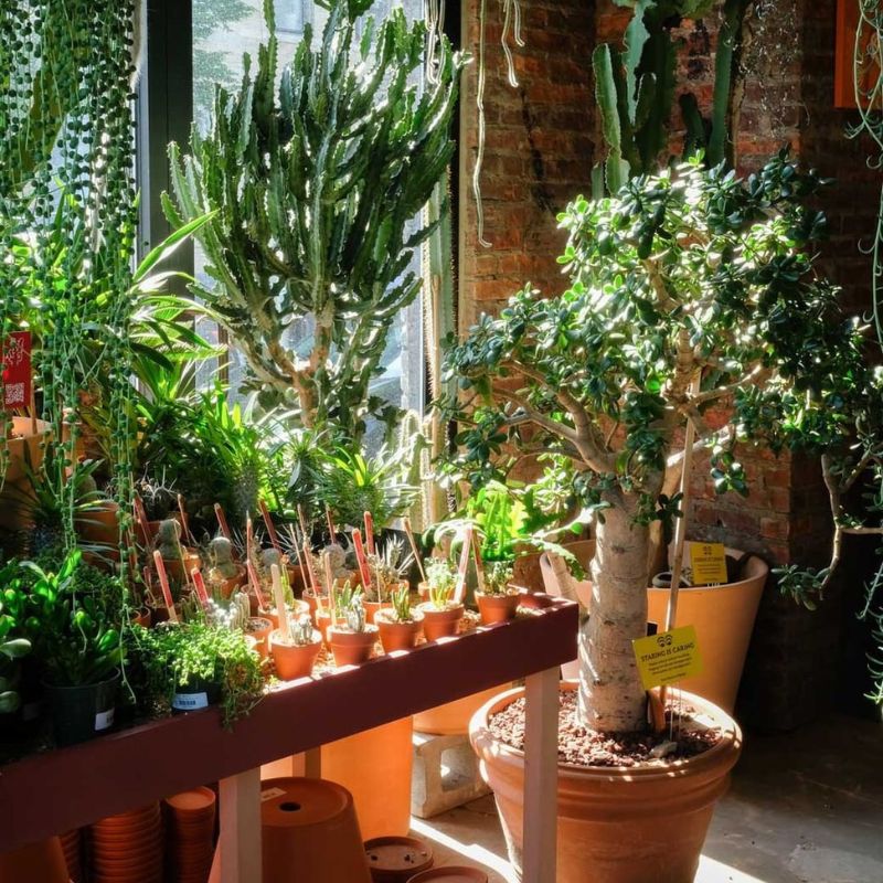 Tula House is a very inspiring plant account to follow on Thursd