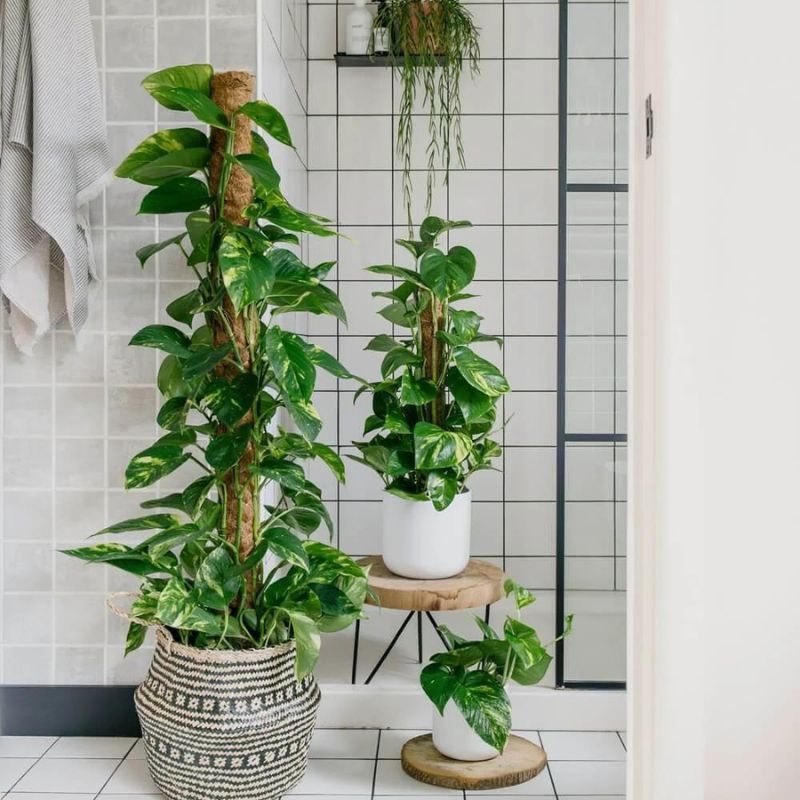Pothos is one of the 10 essential plant for a bohemian interior on Thursd