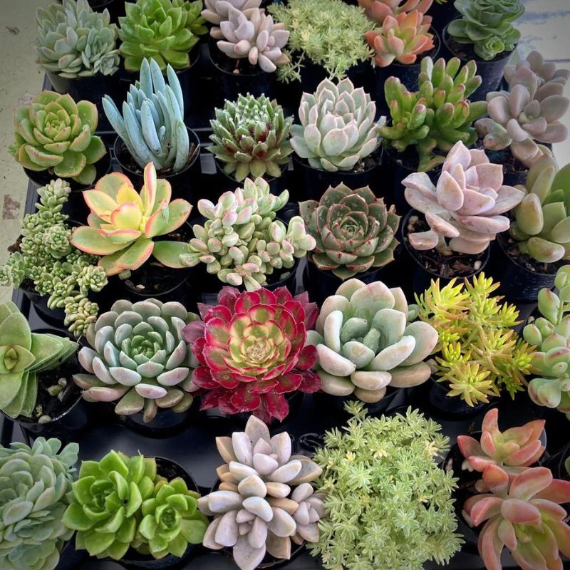 Succulent plant varieties like these will create a bohemian interior on Thursd