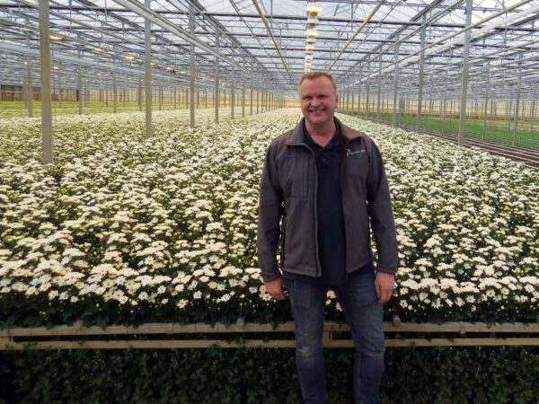 Hilverda De Boer Embraces Chrysanthemum Ilonka by Dümmen Orange and Sensation
