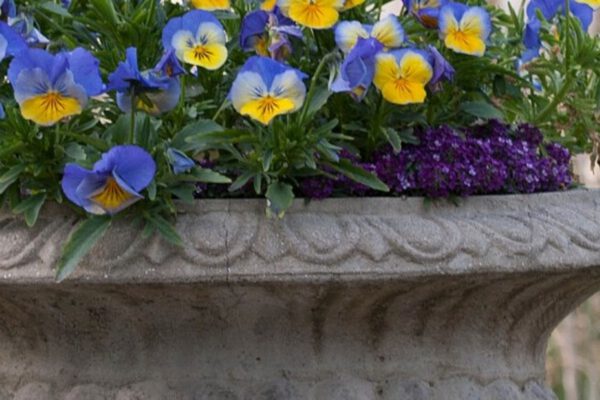 5 Ways to Add Quick Color to Spring Gardens - Article on Thursd (4)