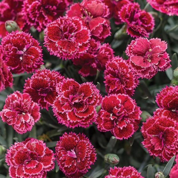 5 Ways to Add Quick Color to Spring Gardens - Article on Thursd (21)