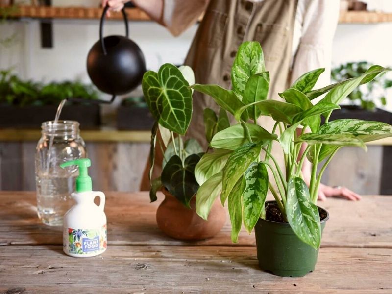 Suggestions for replacing dying plant in yogi skeleton? : r/traderjoes