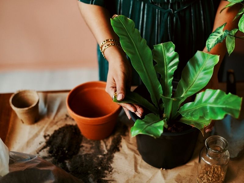 Suggestions for replacing dying plant in yogi skeleton? : r/traderjoes