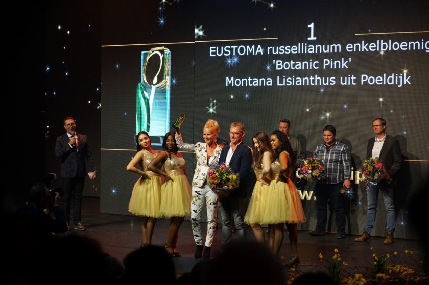 Montana Lisianthus Dutch Tulip Award