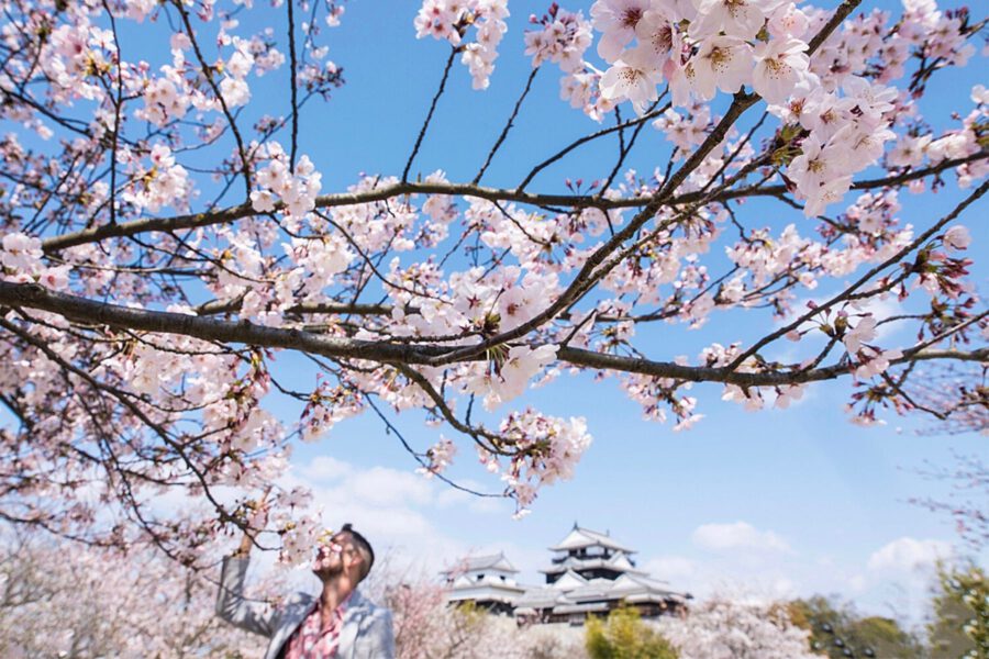  Sakura or Cherry Blossom Mount Fuji 