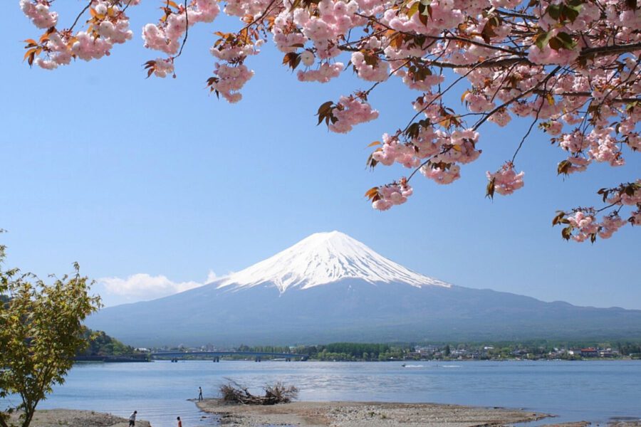 5 Best Cherry Blossom Spots (a.k.a. Sakura) Around Mount Fuji - Article on Thursd