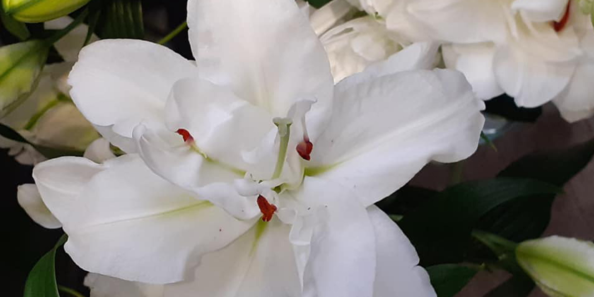 Lily Bowl of Beauty cut flower on Thursd header