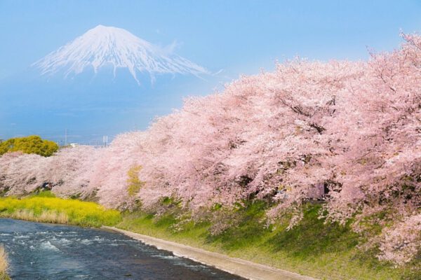 Sakura or Cherry Blossom Mount Fuji  - Blog on Thursd